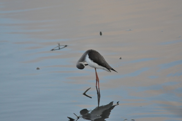 Lonely little Black Winged Stilt in the onion patch