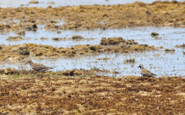Now, this is a really exciting photo! The plover on the right has its summer plumage whereas the one on the left is right in the middle of the change. 